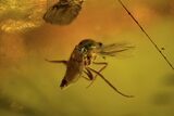 Fossil Caddisfly (Trichopterae) & Flies (Diptera) In Baltic Amber #102778-2